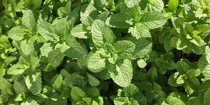 Como e a Mentha crispa